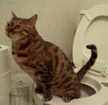 Cat-Urine.jpg