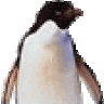 penguin86